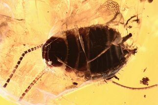 Cockroach (Blattodea) and Midge (Diptera) In Baltic Amber #284654
