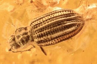 Fossil Fungus Beetle (Latridiidae) in Baltic Amber #284660
