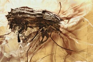 Unusual Spiked Abdomen Bark Beetle with Three Flies in Baltic Amber #284727