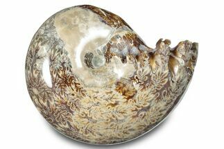 Polished Ammonite (Phylloceras) Fossil - Madagascar #283491