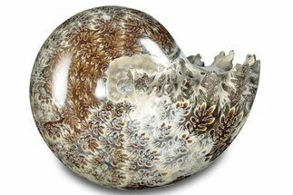 Polished Ammonite (Phylloceras) Fossil - Madagascar #283505