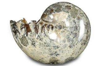 Polished Ammonite (Phylloceras) Fossil - Madagascar #283506