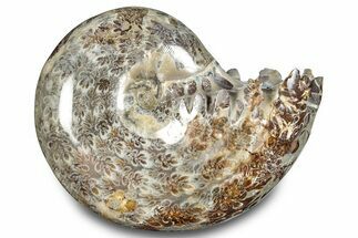 Polished Ammonite (Phylloceras) Fossil - Madagascar #283507