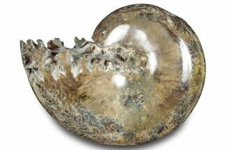 Polished Ammonite (Phylloceras) Fossil - Madagascar #283510