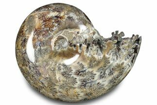 Polished Ammonite (Phylloceras) Fossil - Madagascar #283511