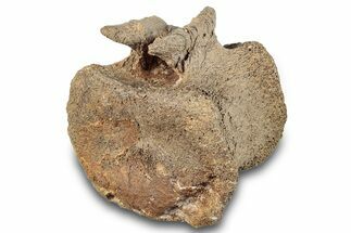 Hadrosaur (Edmontosaurus) Caudal Vertebra - Wyoming #284785