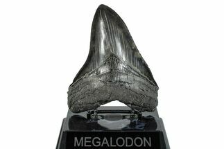Serrated, Fossil Megalodon Tooth - South Carolina #285013
