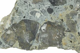 Fossil Brachiopod (Rafinesquina) and Bryozoan Plate - Indiana #285104