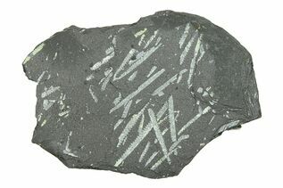 Buy Graptolites