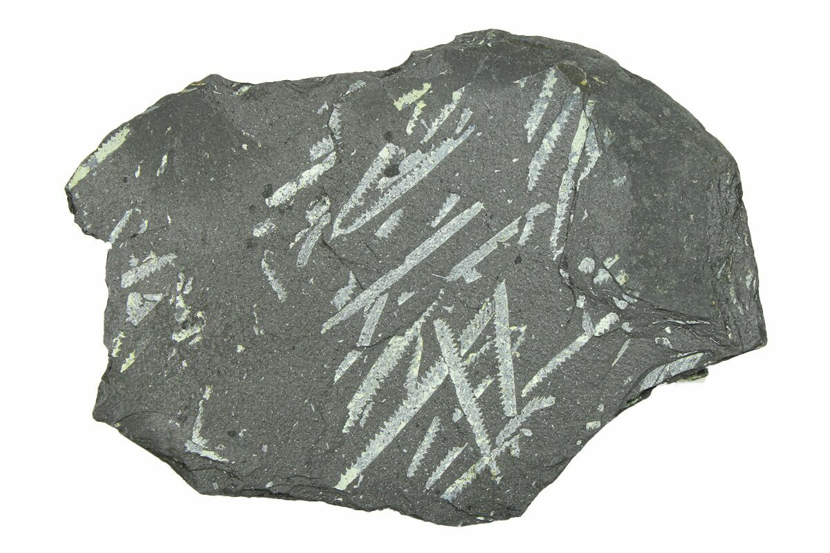 Fossil Graptolite (Didymograptus) Cluster - Wales #284947