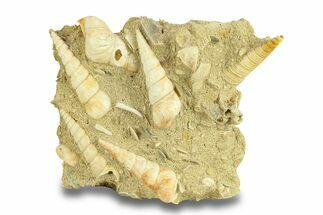 Fossil Marine Gastropod (Haustator) Cluster - Gironde, France #284910