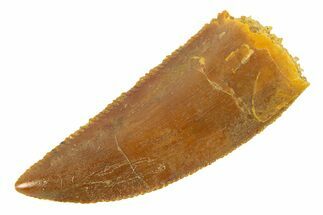 Serrated, Raptor Tooth - Real Dinosaur Tooth #285146