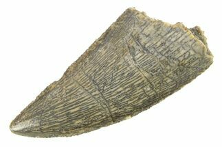 Serrated, Raptor Tooth - Real Dinosaur Tooth #285161