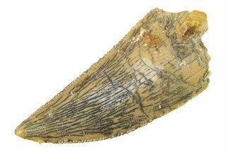 Serrated, Raptor Tooth - Real Dinosaur Tooth #285165