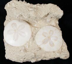 Beautiful Pair Of Fossil Sand Dollars - France #16058