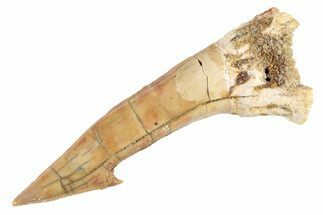 Fossil Sawfish (Onchopristis) Rostral Barb - Morocco #285511