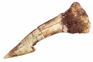 Fossil Sawfish (Onchopristis) Rostral Barb - Morocco #285526