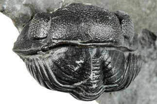 Enrolled Eldredgeops Trilobite Fossil - New York #285642