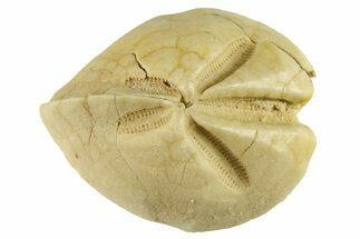 Cretaceous Echinoid (Heteraster) Fossil - France #285601