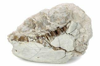 Fossil Oreodont (Merycoidodon) Partial Mandible - South Dakota #285663