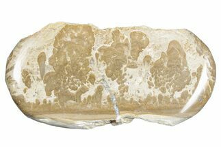 Triassic Aged Stromatolite Fossil - England #285737