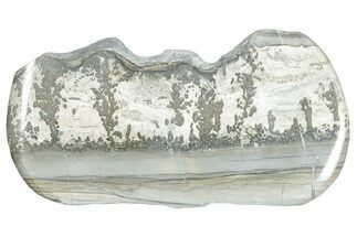 Triassic Aged Stromatolite Fossil - England #285793
