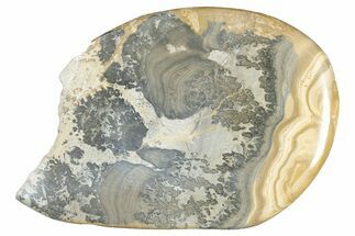 Triassic Aged Stromatolite Fossil - England #285796