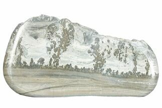 Triassic Aged Stromatolite Fossil - England #285799