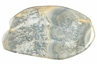 Triassic Aged Stromatolite Fossil - England #285805