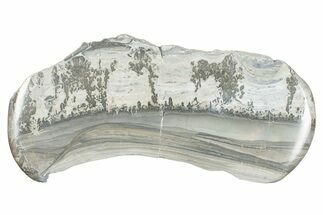Triassic Aged Stromatolite Fossil - England #285844