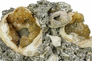 Bivalve Fossils For Sale