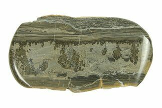 Triassic Aged Stromatolite Fossil - England #285826