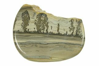 Triassic Aged Stromatolite Fossil - England #285828