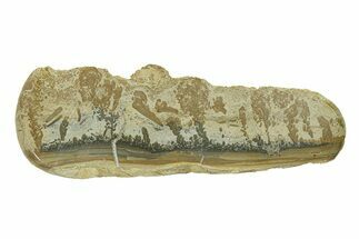 Triassic Aged Stromatolite Fossil - England #285832