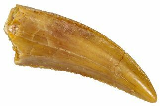 Serrated, Raptor Tooth - Real Dinosaur Tooth #285197