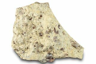 Seafloor with Trilobite, Brachiopod, Ostrocod & Coral Fossils #286271