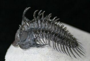 Impressive Comura Trilobite - Real Spines #16076