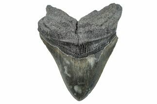 Serrated, Fossil Megalodon Tooth - South Carolina #286479