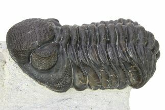 Eldredgeops Trilobite - Centerfield Limestone, New York #286550
