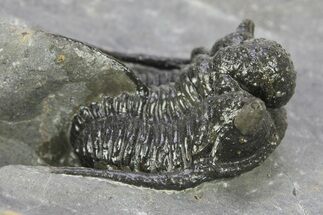 Spiny Cyphaspis Trilobite - Ofaten, Morocco #286567
