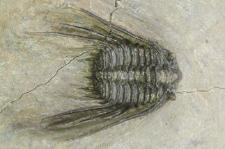 Spiny Leonaspsis Trilobite - Morocco #286570