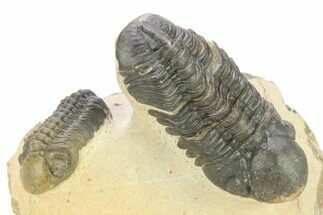Two Detailed Reedops Trilobite - Atchana, Morocco #283913