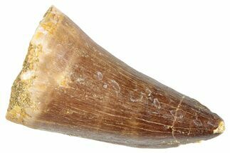 Fossil Mosasaur (Prognathodon?) Tooth - Morocco #286280