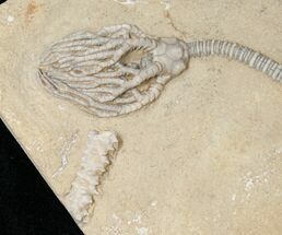 Cyathocrinites Crinoid - Crawfordsville, Indiana #16080