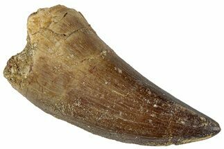 Fossil Mosasaur (Prognathodon?) Tooth - Morocco #286309