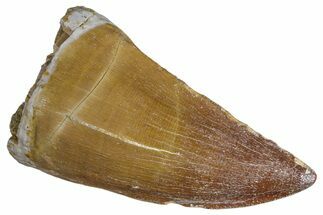 Fossil Mosasaur (Prognathodon) Tooth - Morocco #286362
