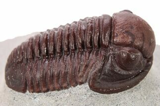 Deep Red Gerastos Trilobite - Zerig, Morocco #286800