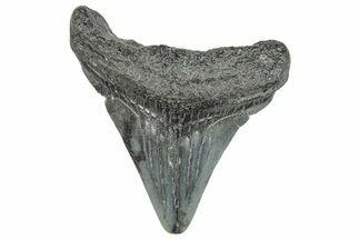 Juvenile Megalodon Tooth - South Carolina #286577
