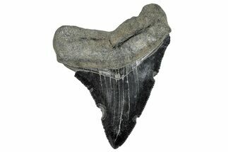 Serrated, Juvenile Megalodon Tooth - South Carolina #286599