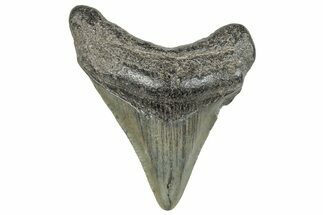 Juvenile Megalodon Tooth - South Carolina #286602